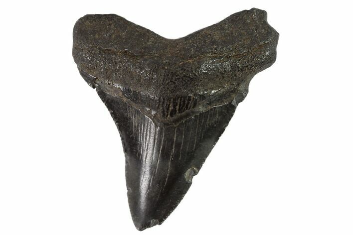 Juvenile Megalodon Tooth - Georgia #90825
